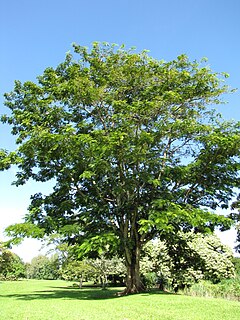 <i>Parkia timoriana</i> Species of flowering plant