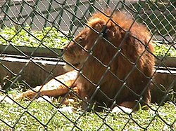 Parque Zoologico de Caricuao 2000 020.JPG