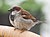 Passer domesticus3.jpg