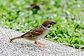* Nomination A male Eurasian tree sparrow (Passer montanus). --GerifalteDelSabana 06:35, 27 June 2018 (UTC) * Decline  Oppose Insufficient quality. Strong posterization, blurred, some detail are lost --George Chernilevsky 19:12, 29 June 2018 (UTC)
