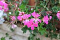 Category:Pelargonium peltatum - Wikimedia Commons