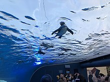 サンシャイン水族館、天空のペンギン水槽