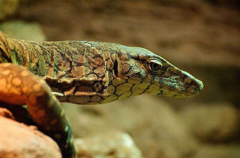 File:Perentie Lizard Face.jpg