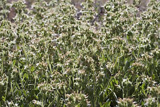 <i>Phacelia corymbosa</i> Species of plant