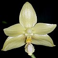 Phalaenopsis floresensis