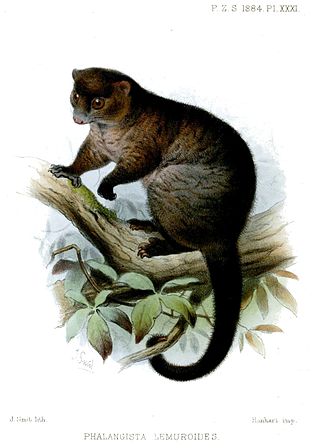 <span class="mw-page-title-main">Lemuroid ringtail possum</span> Species of marsupial