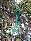 Pharomachrus mocinno - Национальный парк Лос-Кетсалес 01.jpg