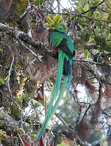 Dos lindas casitas para pájaros de madera pintadas en colores brillantes