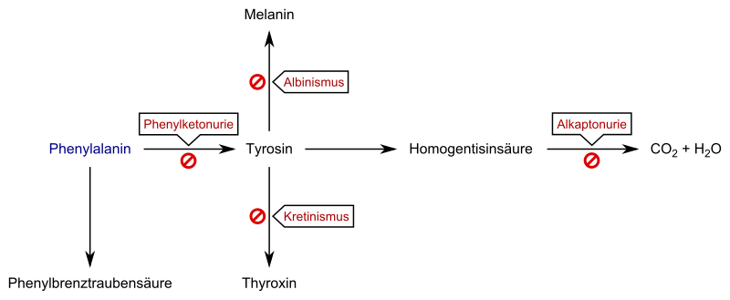 File:Phenylketonurie Schema.svg