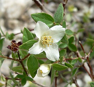 <i>Philadelphus microphyllus</i> Species of flowering plant