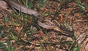 Descrição da imagem Philodryas nattereri no Parque Nacional dos Lençóis Maranhenses - ZooKeys-246-051-g007-D.jpeg.