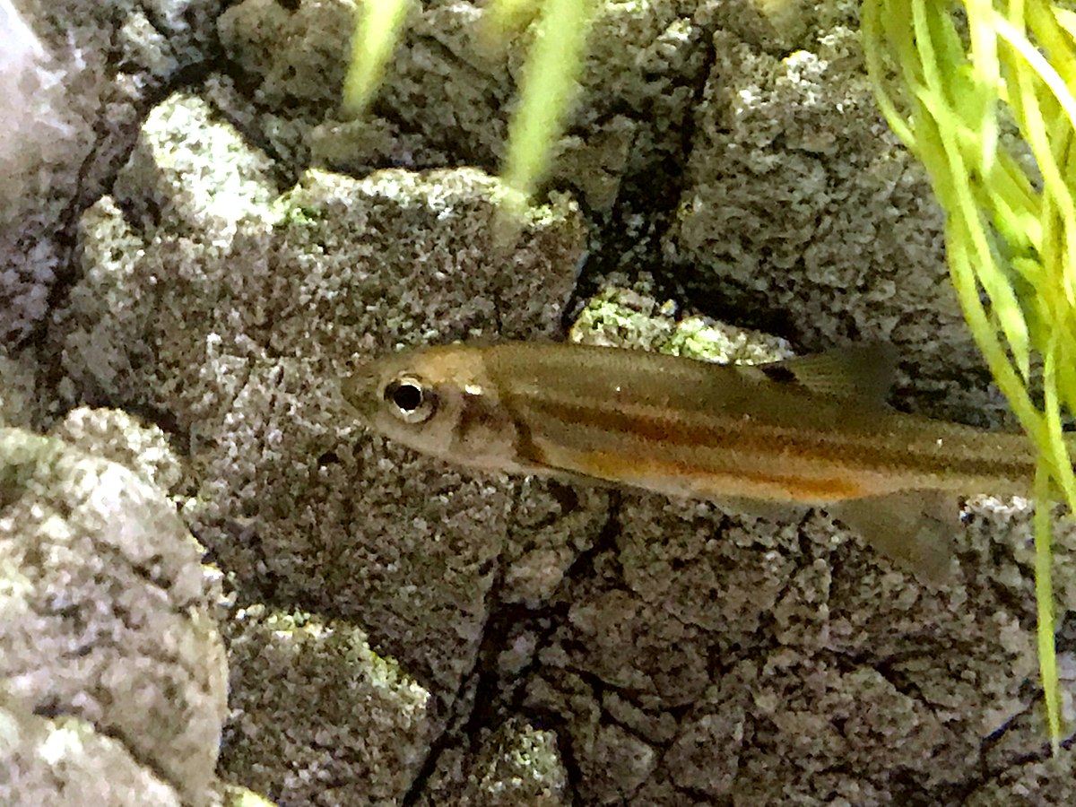 Silverjaw minnow - Wikipedia