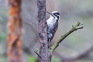 Спіс Птушак Беларусі: Anseriformes — Гусепадобныя, Galliformes — Курападобныя, Gaviiformes — Гагарападобныя