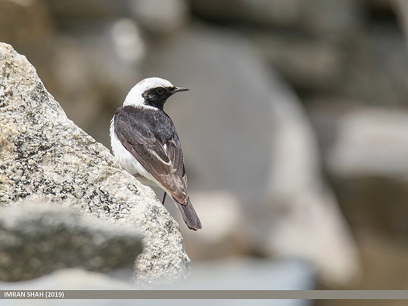 File:Pied Wheatear (Oenanthe pleschanka) (49305588827).jpg