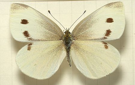 Pieris.rapae.mounted.jpg