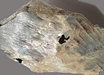 Vorschaubild für Mondstein (Mineral)