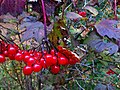 Vignette pour Viburnum trilobum