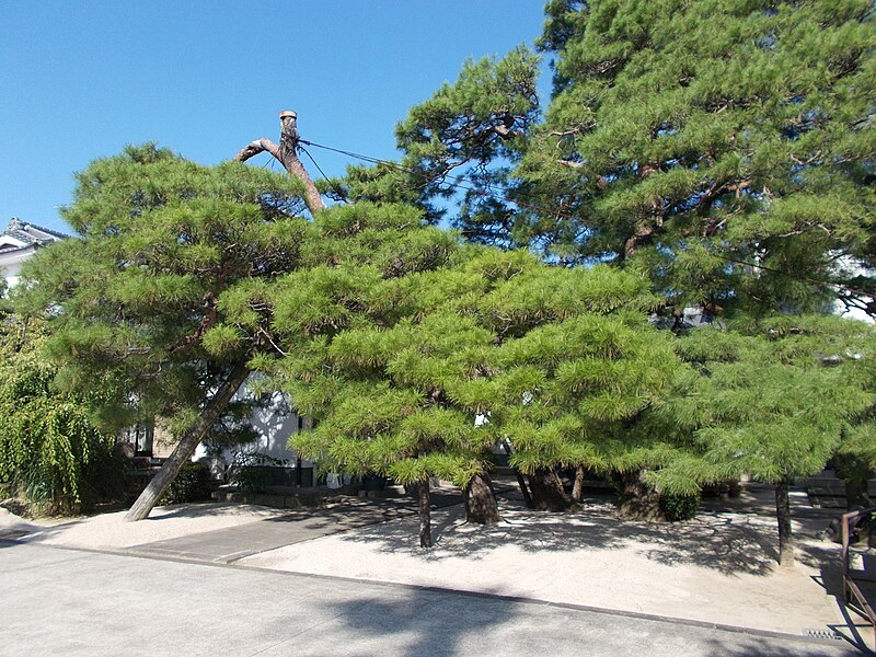 File:Pine trees in Shorinzen-ji.jpg