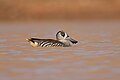 Pink-eared Duck, White Cliffs, New South Wales, Australia