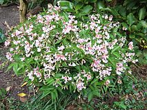 Pink-flowered cultivar, Lathyrus vernus 'Alboroseus'