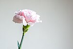 Miniatuur voor Bestand:Pink carnation on white (Unsplash).jpg