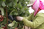 Thumbnail for Grape cultivation in California