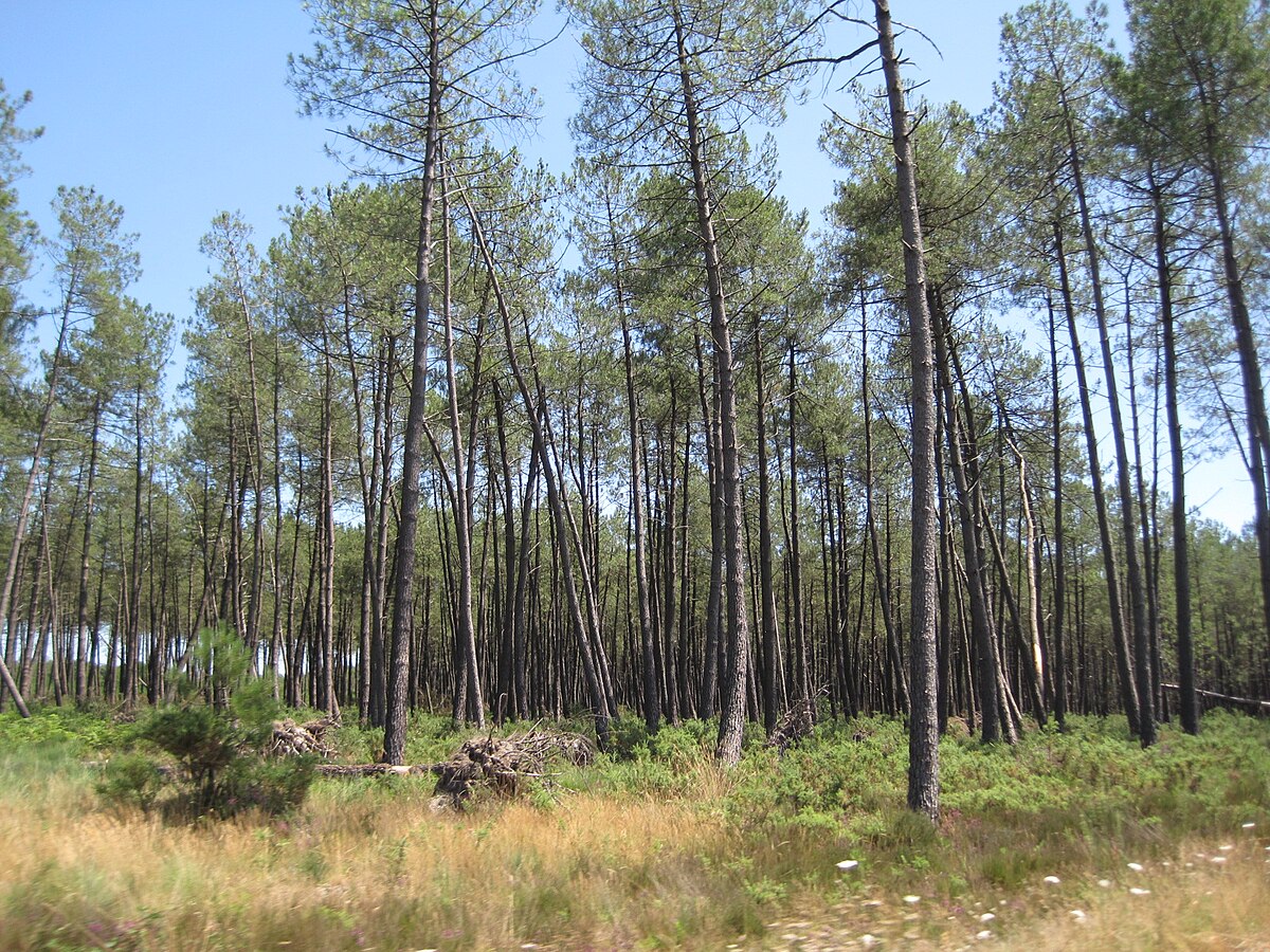 Des landes. Леса Ланды Франция. Сосна Болотная. Леса Гаскони. Сосна Гасконь тёмная.