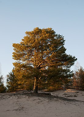 Mänty (Pinus sylvestris)
