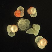 Planktic Foraminifera of the northern Gulf of Mexico.jpg
