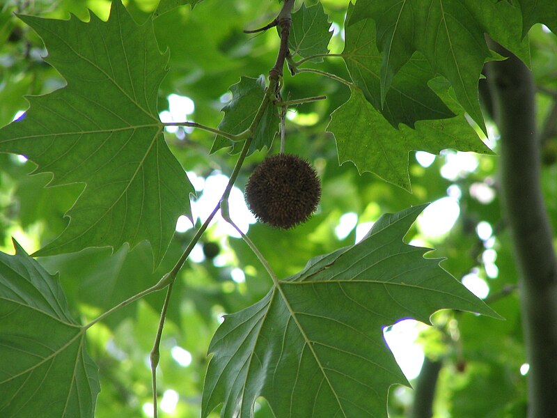 File:Platanus x hispanica leaves fruit bgiu.jpg