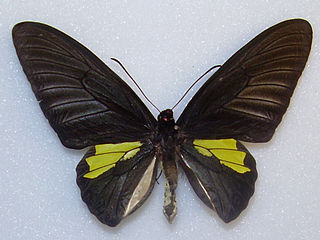 <i>Troides plateni</i> species of insect