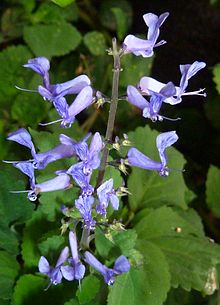 Plectranthus zuluensis, a, Manie van der Schijff BT.jpg