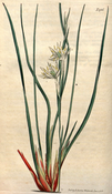 Pleea tenuifolia