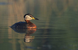 Vörösnyakú vöcsök (Podiceps griseigena)