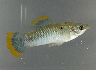 <i>Poecilia sphenops</i> Species of Poeciliidae, a tropical fish indigenous to Latin America from Mexico to Columbia.