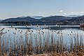 English: Reeds at the littoral zone of Lake Woerth Deutsch: Schilfrohr in der Uferzone des Wörther Sees