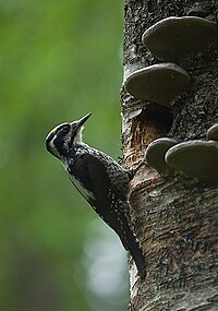 Picoides Tridactylus