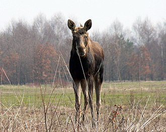 A moose in the Kampinos National Park (a UNESCO-designated biosphere reserve) Poland Kampinos Alces alces 1.jpg