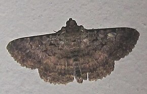 Descrierea imaginii Polydesma umbricola (Boisduval, 1833) .jpg.