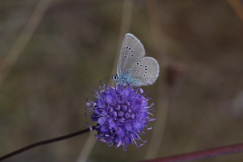 File:Polyommatus semiargus, Frasne - img 39883.jpg