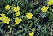 Potentilla neumanniana0 eF.jpg