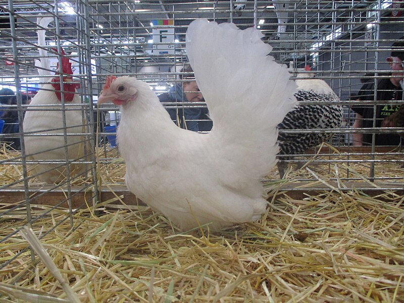 File:Poule chabo blanche.jpg