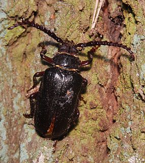<i>Prionus coriarius</i> Species of beetle