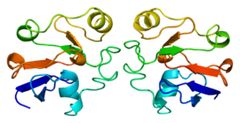 Illustratieve afbeelding van het artikel Adrenodoxin