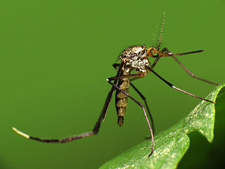 <i>Psorophora ferox</i> Species of fly