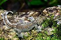 Gecko Ptychozoon lionotum.