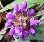 Purple flower Adelaide.jpg