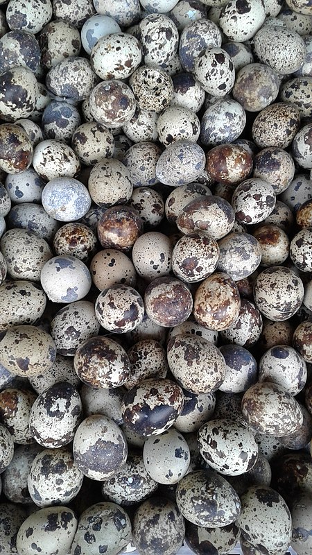 Fail:Quail_Eggs.jpg