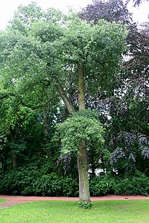 <i>Quercus</i> × <i>hispanica</i> Hybrid species of oak tree