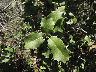 <i>Quercus palmeri</i> Species of oak tree